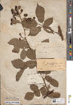 spécimen de Rubus prolongatus