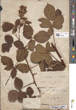 spécimen de Rubus prolongatus