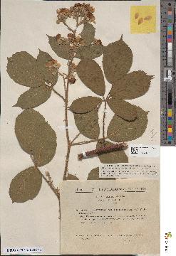 spécimen de Rubus cenomanensis