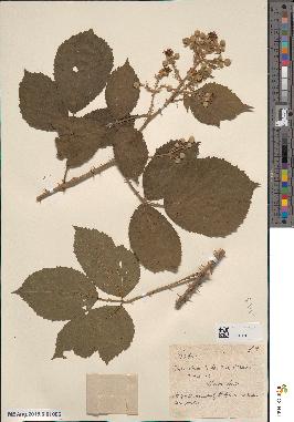 spécimen de Rubus sp.