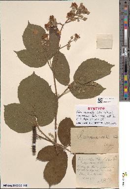 spécimen de Rubus cenomanensis