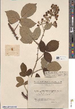 spécimen de Rubus × pseudoconformis