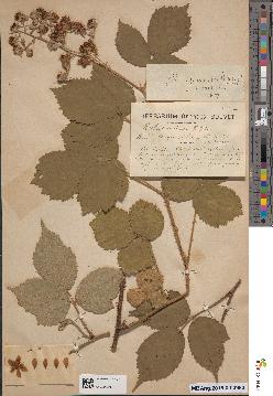 spécimen de Rubus hypoleucus