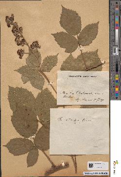 spécimen de Rubus hypoleucus