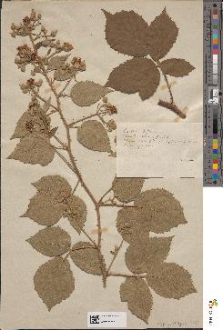 spécimen de Rubus hypoleucus