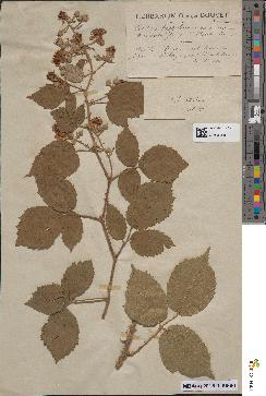 spécimen de Rubus hypoleucus