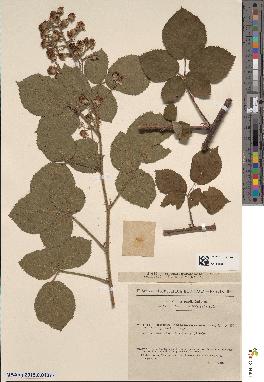 spécimen de Rubus salisburgensis