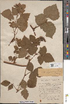 spécimen de Rubus caesius