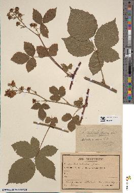 spécimen de Rubus sulcatiformis