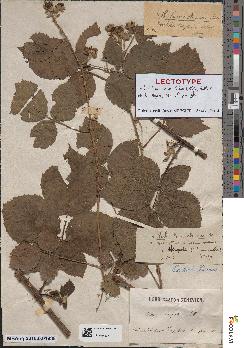 spécimen de Rubus × lumectorum