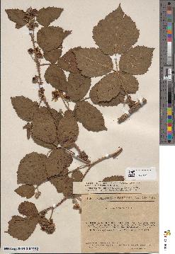 spécimen de Rubus × semisprengelii