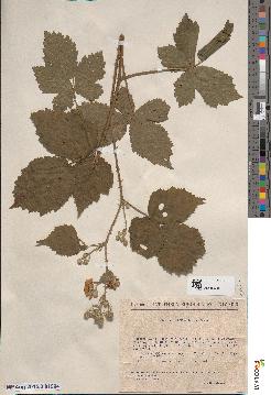 spécimen de Rubus × warnstorfii