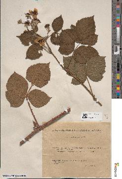 spécimen de Rubus × semipyramidalis