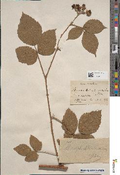 spécimen de Rubus dumetorum