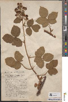 spécimen de Rubus vinealis