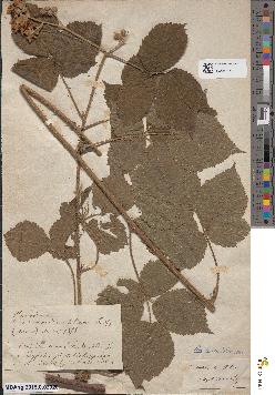 spécimen de Rubus pubicaulis