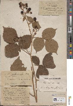 spécimen de Rubus pubicaulis