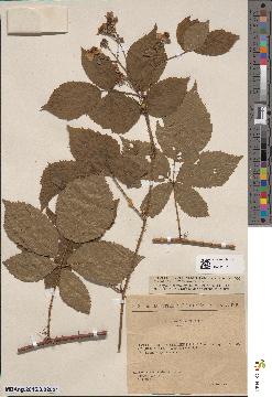 spécimen de Rubus × sedinensis