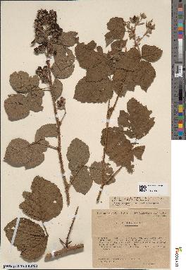 spécimen de Rubus corylifolius