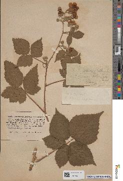 spécimen de Rubus corylifolius