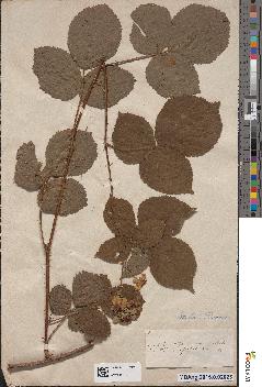 spécimen de Rubus sp.