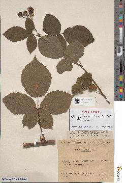 spécimen de Rubus × oplothyrsoides