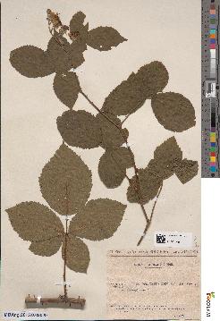 spécimen de Rubus × oplothyrsoides
