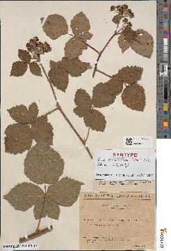 spécimen de Rubus × semialbiflorus