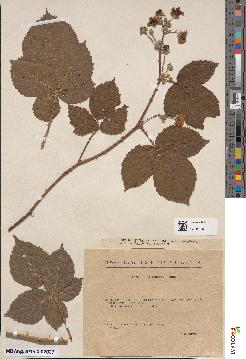 spécimen de Rubus × valesiensis