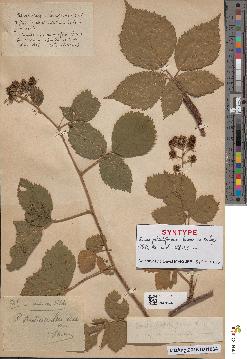 spécimen de Rubus teretiusculus