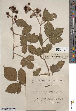 spécimen de Rubus schmidelyanus