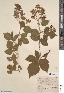 spécimen de Rubus schmidelyanus