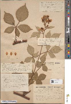 spécimen de Rubus incarnatus