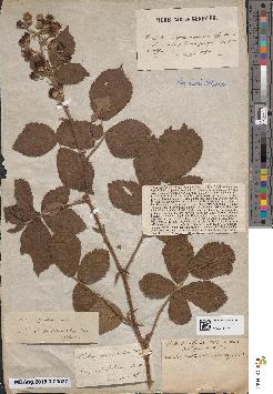 spécimen de Rubus incarnatus