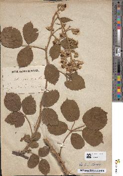 spécimen de Rubus gymnothyrsus