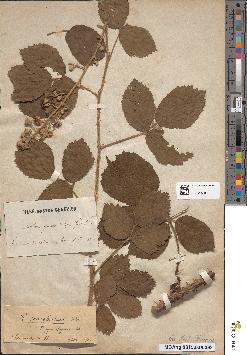 spécimen de Rubus gymnothyrsus