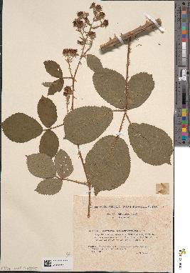 spécimen de Rubus incarnatus