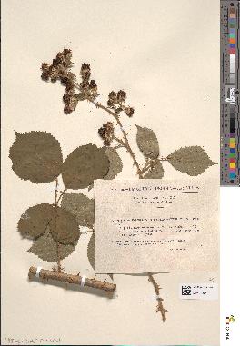 spécimen de Rubus incarnatus