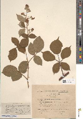 spécimen de Rubus incarnatus