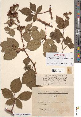 spécimen de Rubus argenteus