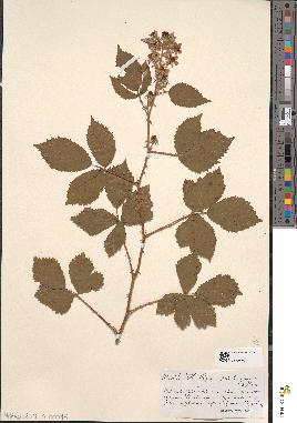 spécimen de Rubus argenteus