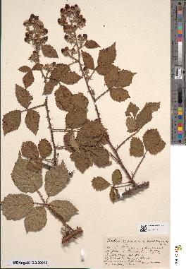 spécimen de Rubus argenteus