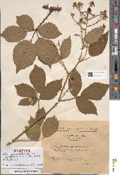 spécimen de Rubus argenteus