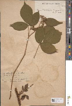 spécimen de Rubus abietinus