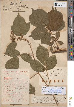 spécimen de Rubus abietinus