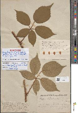 spécimen de Rubus hypochlorus