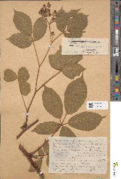 spécimen de Rubus glaucellus