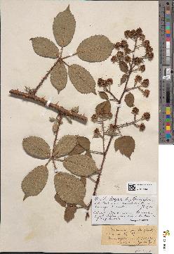 spécimen de Rubus ardens