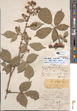 spécimen de Rubus ardens