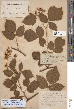 spécimen de Rubus adornatiformis